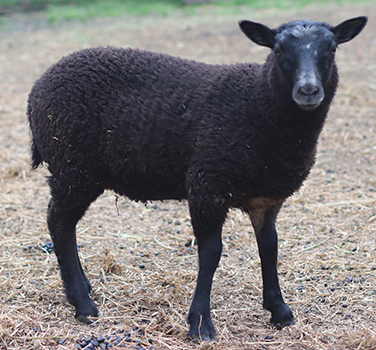 jarlshof lamb